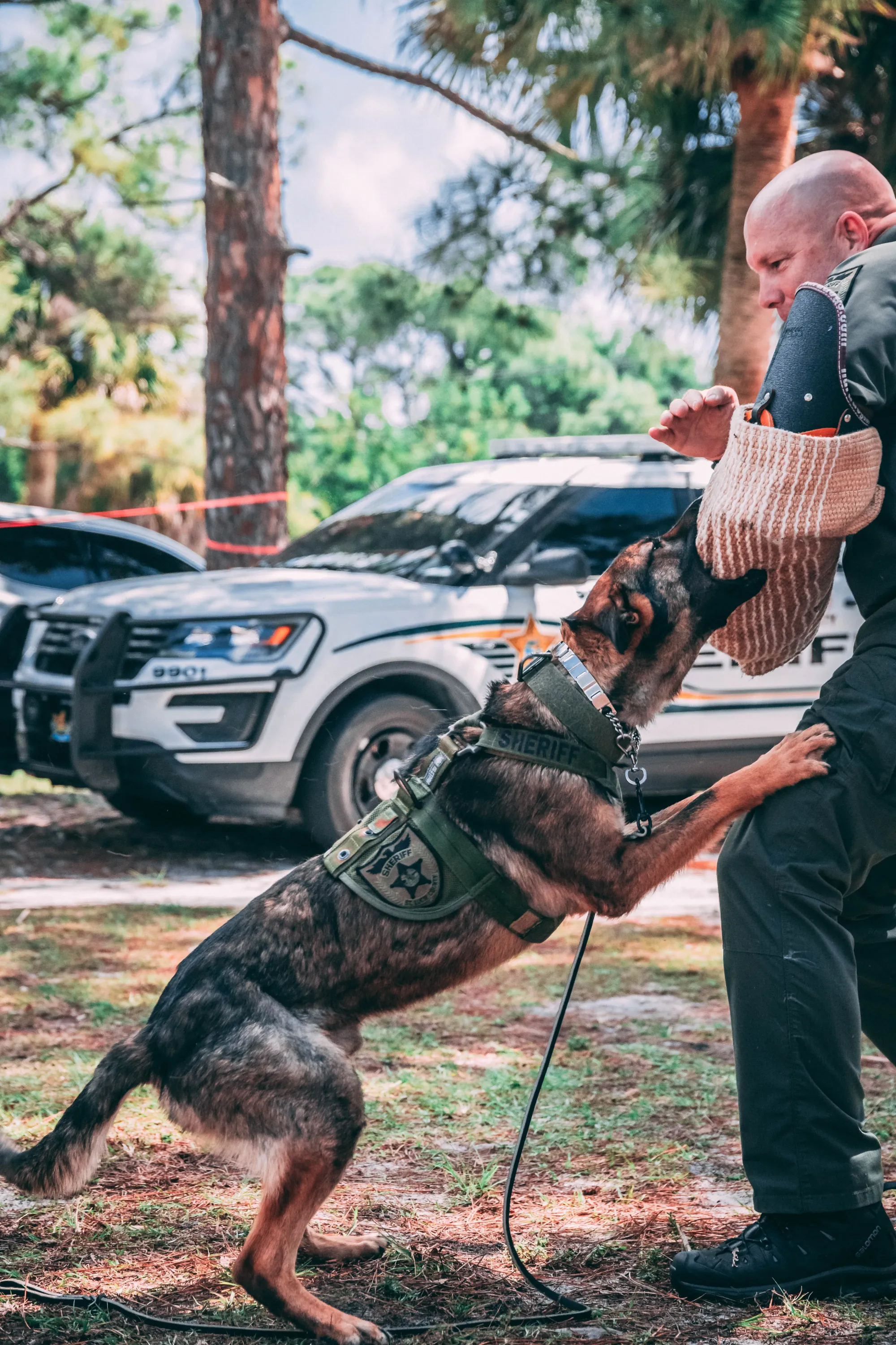 Jak zostać przewodnikiem psa w policji
