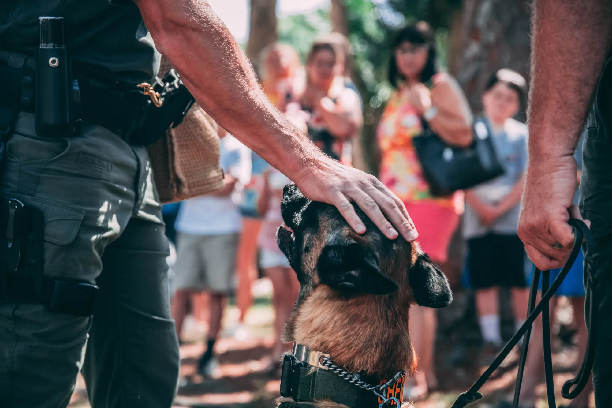 Jak zostać przewodnikiem psa w policji?
